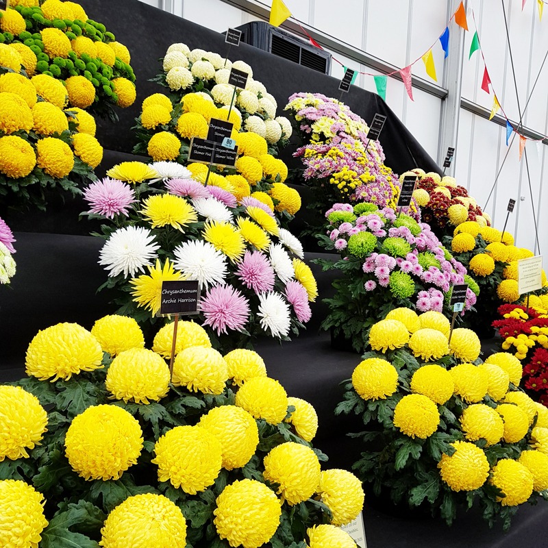Flower display at BBC Gardener's Live