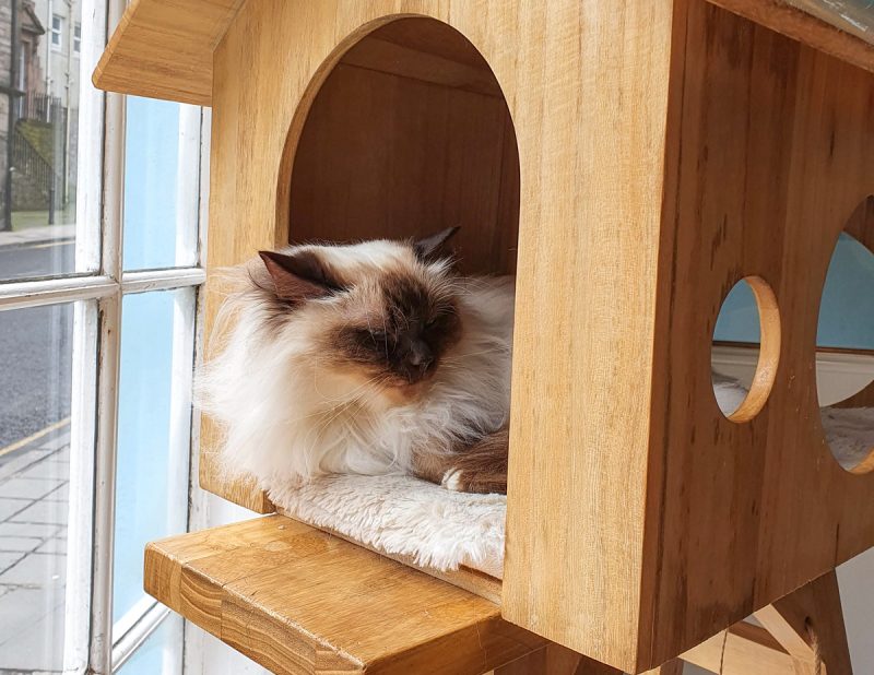 Cute ragdoll cat at Edinburgh Cat Cafe Maison de Moggy